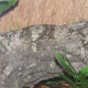 Illustration for article titled Reptile review! Now THATS Good Camouflage